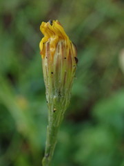 Scorzoneroides autumnalis