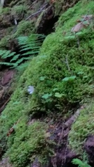 Oxalis