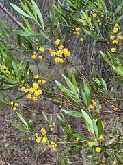 Acacia dodonaeifolia