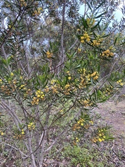 Acacia dodonaeifolia
