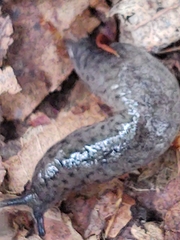 Pallifera dorsalis