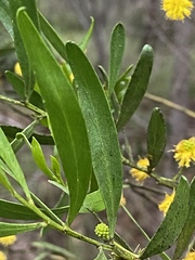 Acacia dodonaeifolia