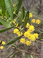 Acacia dodonaeifolia