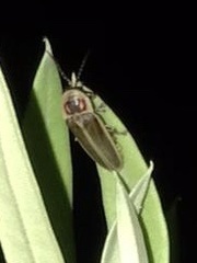 Photinus signaticollis