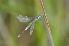 Lestes unguiculatus