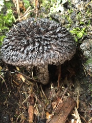 Strobilomyces