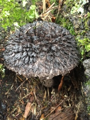 Strobilomyces