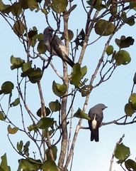 White-Rumped Cuckooshrike photo 4