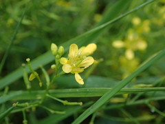 Rorippa sylvestris