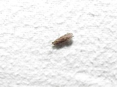 Annulipalpia