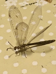 Neuroleon microstenus