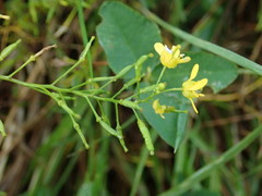 Rorippa sylvestris