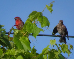 Haemorhous mexicanus