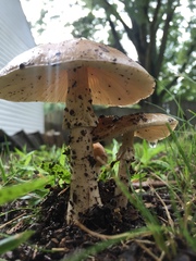 Amanita