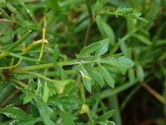 Rorippa sylvestris