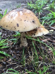Amanita