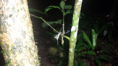 Micrathena schreibersi