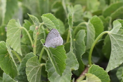 Celastrina echo gozora