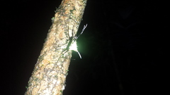 Micrathena schreibersi
