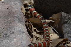 Lampropeltis knoblochi