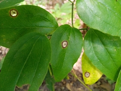 Phyllosticta subeffusa