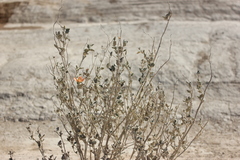 Sphaeralcea ambigua rugosa