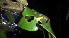 Dendropsophus brevifrons