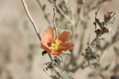 Sphaeralcea ambigua rugosa