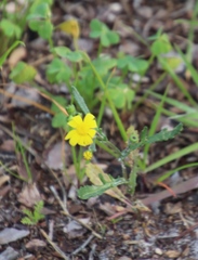 Senecio littoreus littoreus