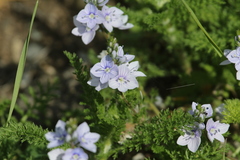 Veronica gentianoides
