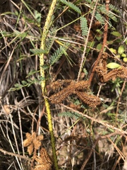 Mimosa hystricina