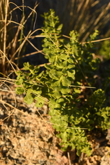 Ericameria cuneata cuneata