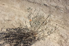 Sphaeralcea ambigua rugosa