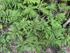 Phegopteris