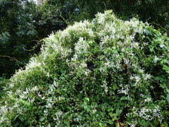 Fallopia baldschuanica