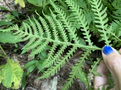Phegopteris