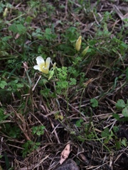 Oxalis niederleinii