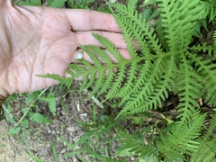 Phegopteris