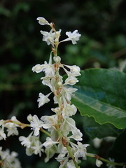 Fallopia baldschuanica