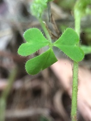 Oxalis niederleinii