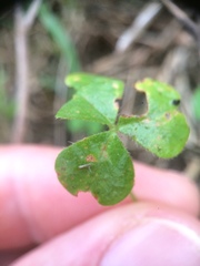 Oxalis niederleinii