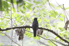 Trogon viridis