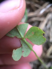 Oxalis niederleinii