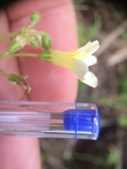 Oxalis niederleinii
