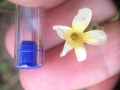 Oxalis niederleinii