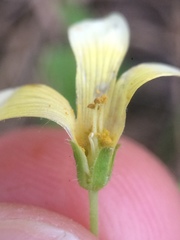 Oxalis niederleinii