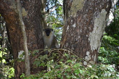 Chlorocebus sabaeus