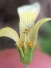 Oxalis niederleinii