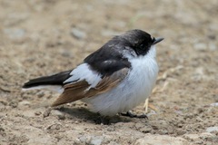 Ficedula semitorquata