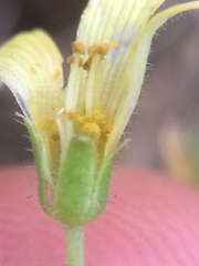 Oxalis niederleinii